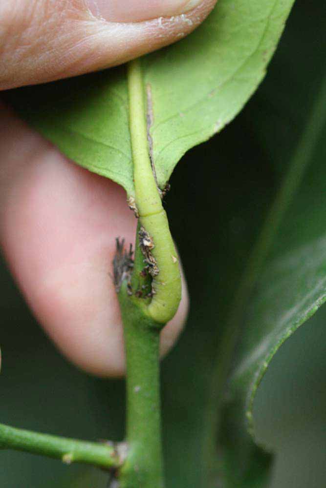              Petiole (Blanchard, Riverside, CA)       